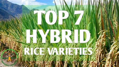 jackpot rice variety maturity philippines|New hybrid rice varieties showcased in DA Bicol’s Hybrid Rice .